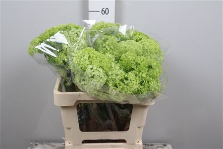 <h4>Viburnum Roseum St 4 Bal</h4>