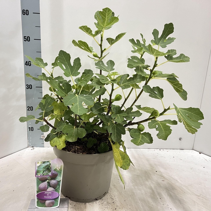 <h4>Ficus carica</h4>