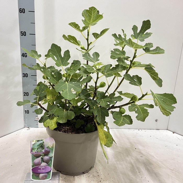 <h4>Ficus carica</h4>