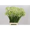Agapanthus White Grace