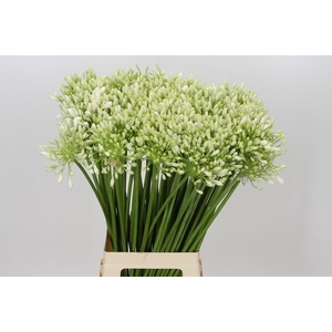 Agapanthus White Grace