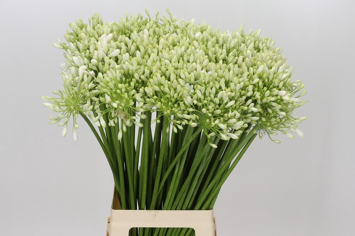 <h4>Agapanthus White Grace</h4>