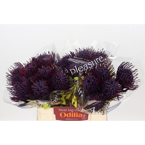 Nutans Painted Aubergine