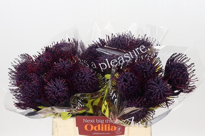 <h4>Nutans Painted Aubergine</h4>