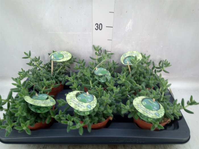 <h4>Delosperma echinatum</h4>