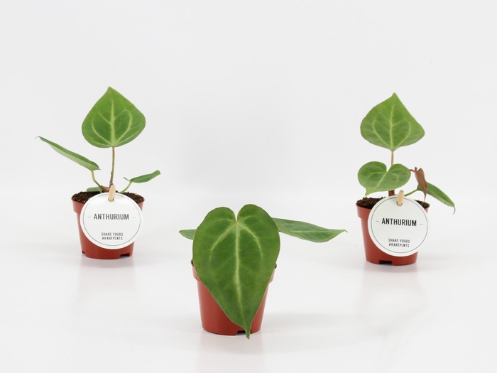 <h4>Anthurium Magnificum</h4>