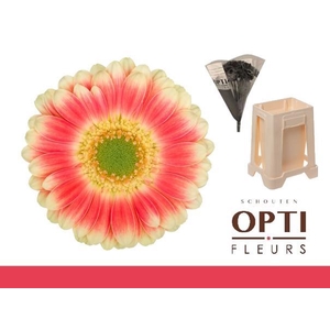 Germini Tompouce Water