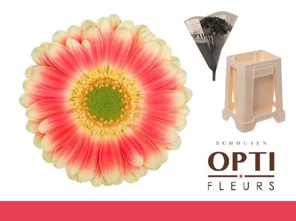 <h4>Germini Tompouce Water</h4>