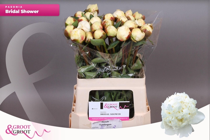 <h4>Paeonia Bridal Shower | Heavy Quality</h4>