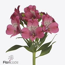 Alstroemeria bubblicious