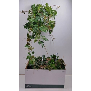 Cissus rhombifolia Ellen Danica 17Ø 70cm