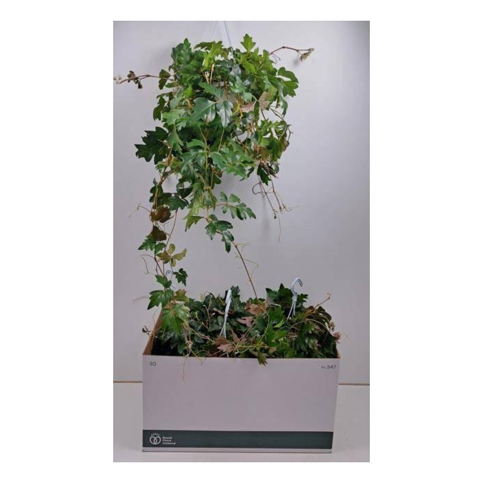 <h4>Cissus rhombifolia Ellen Danica 17Ø 70cm</h4>