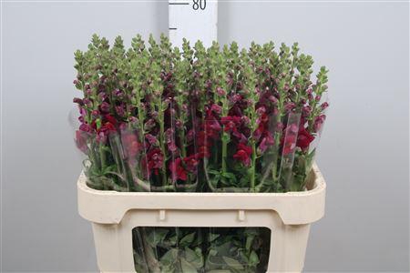 <h4>Antir Antibes Red</h4>