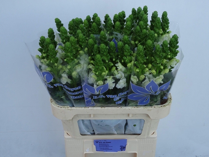 <h4>ANTIR COOL WHITE</h4>