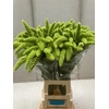 Setaria Italica Green Pearl