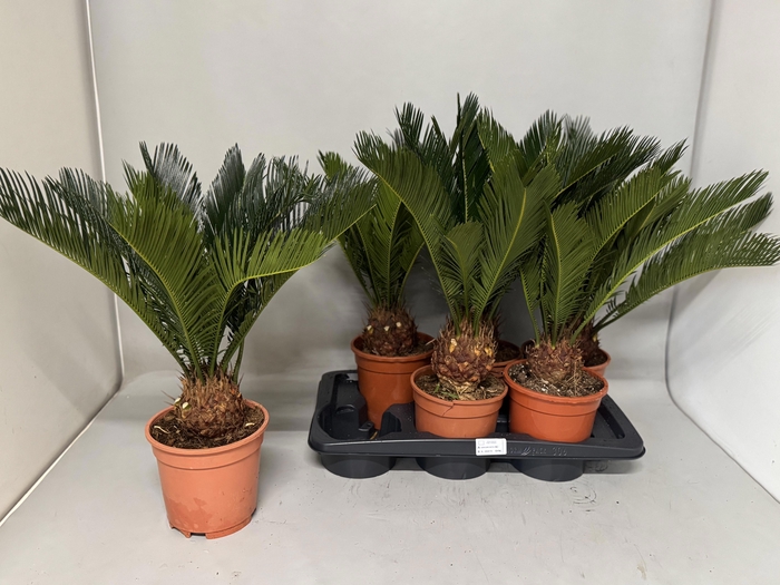 <h4>CYCAS REVOLUTA</h4>