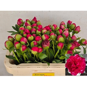 PAEO COM PERFORMANCE