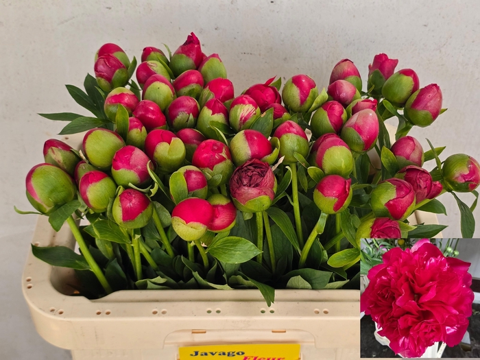 <h4>Paeo Com Performance</h4>