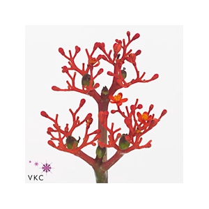 JATROPHA P FIRECRACK