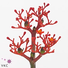 JATROPHA P FIRECRACK