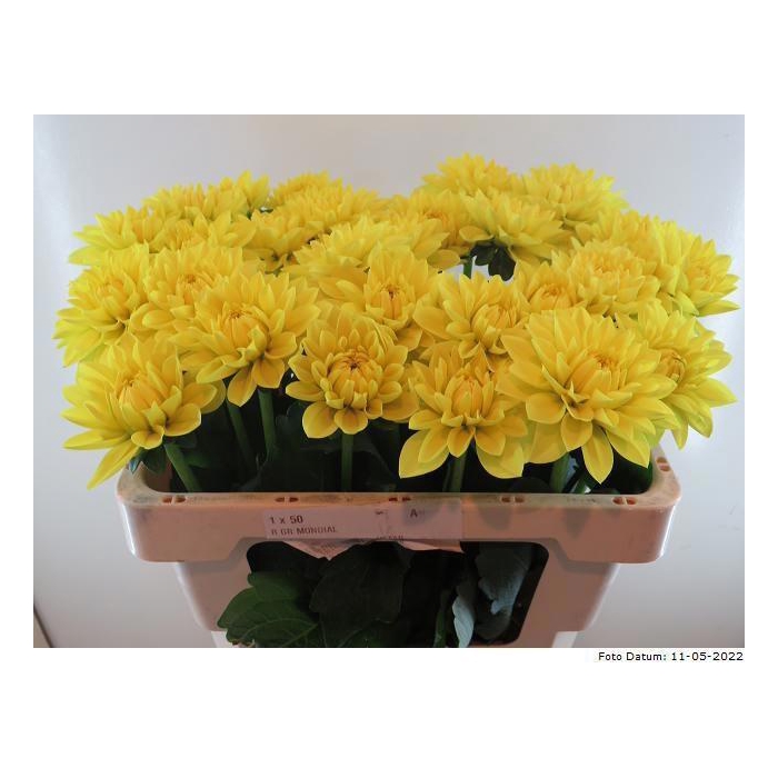 <h4>Dahl Sunlady</h4>