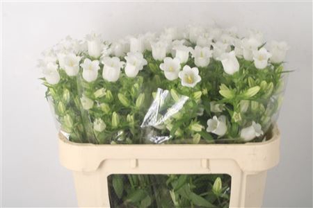 <h4>Campanula Med Champ White</h4>