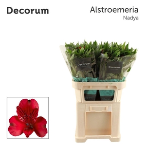 ALSTR NADYA Decorum (Jong)