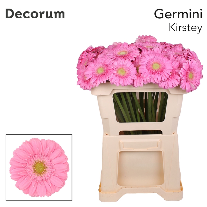 <h4>Germini Kirstey Water</h4>