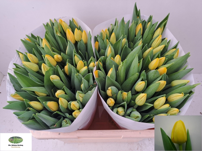 <h4>TU EN NOVI SUN</h4>