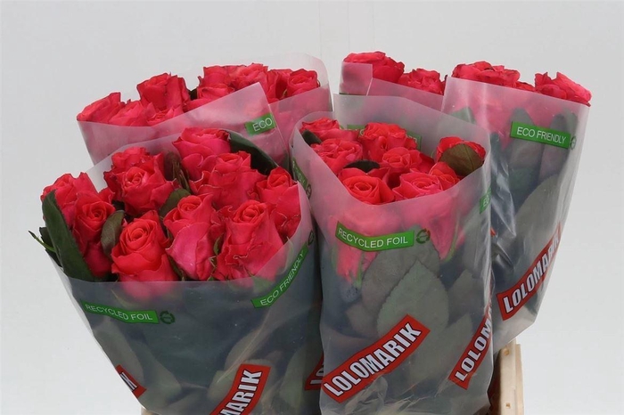 <h4>Rosa Pink Tacazzi</h4>