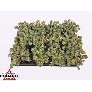 Sedum sieboldii Mediovariegatum