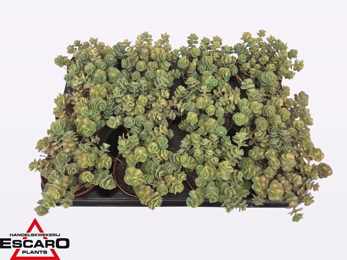 <h4>Sedum sieboldii Mediovariegatum</h4>