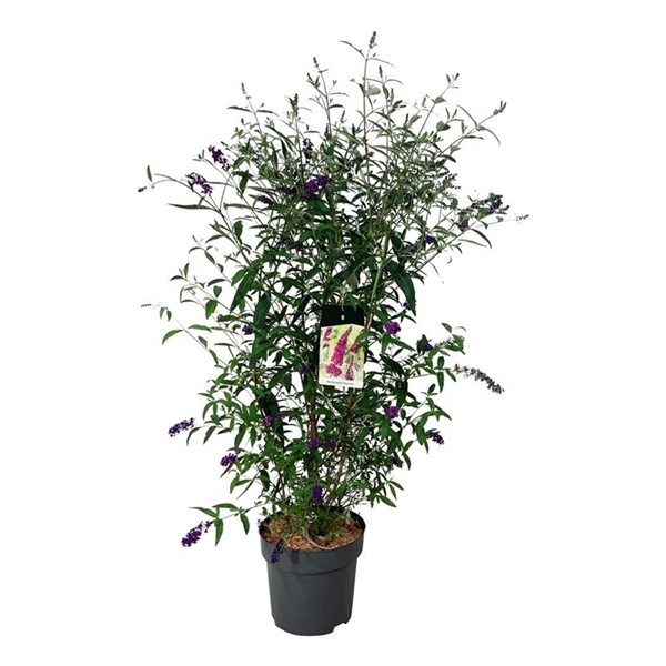 <h4>Buddleja dav. 'Royal Red'</h4>