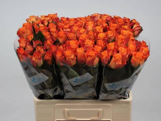 <h4>R GR MARIYO!</h4>