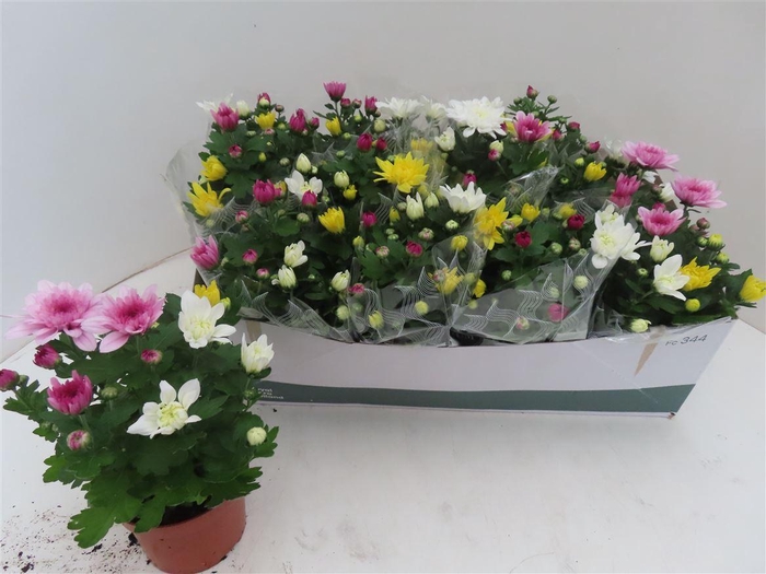 Chrys Gem In Pot