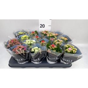 Kalanchoe blos. 'RoyalDon'   ..mix