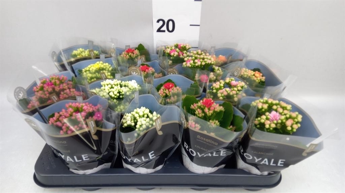 <h4>Kalanchoe blos. 'RoyalDon'   ..mix</h4>