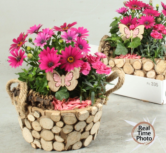 <h4>ARR TUINPLANTEN</h4>