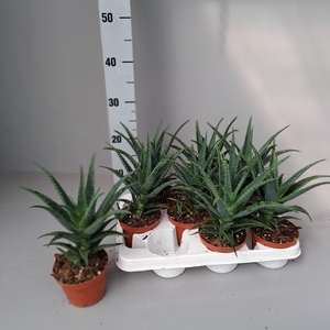 ALOE ARBORESCENS