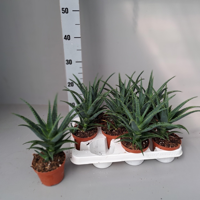 <h4>ALOE ARBORESCENS</h4>