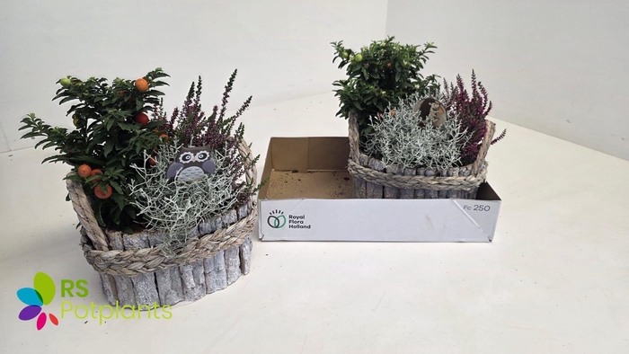 <h4>ARR TUINPLANTEN</h4>