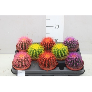 Echinocactus Rainbow Mix