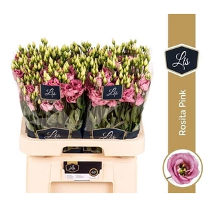 Lys Dub Rosita Rose Pink