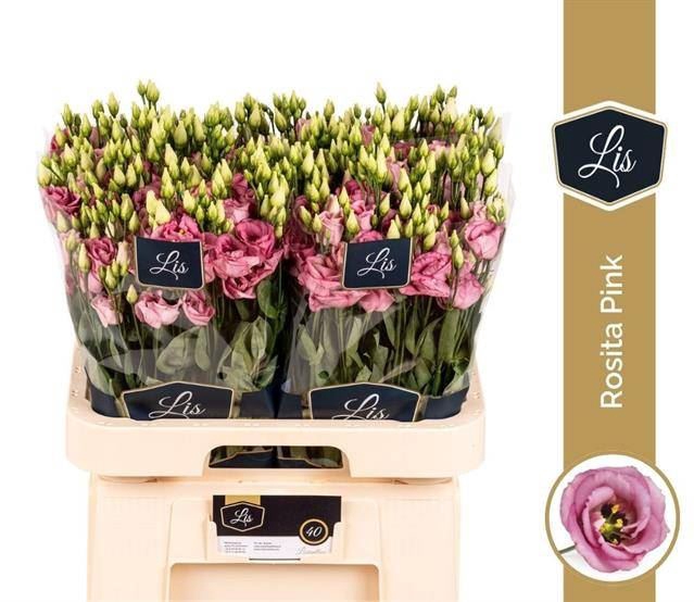 <h4>Lys Dub Rosita Rose Pink</h4>