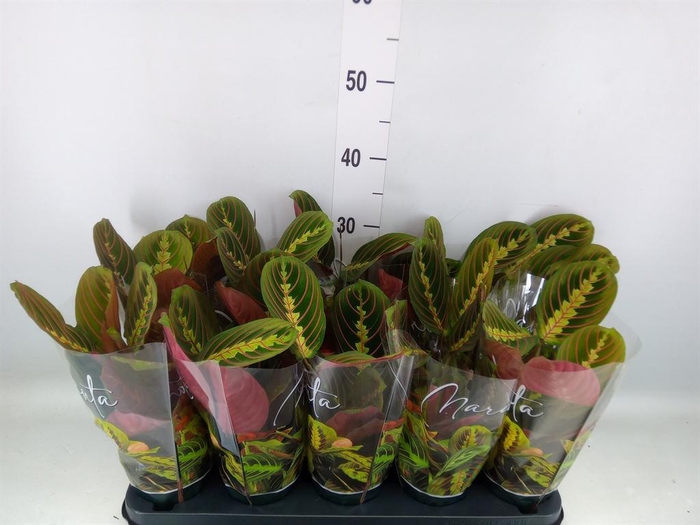<h4>Maranta leuc. 'Fascinator'</h4>