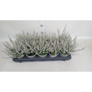 Calluna vulg. 'Garden G Fluffy'