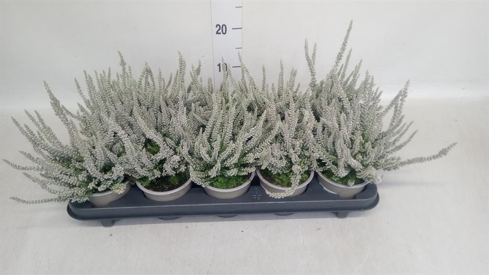 Calluna vulg. 'Garden G Fluffy'