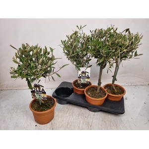 OLEA EUROPAEA