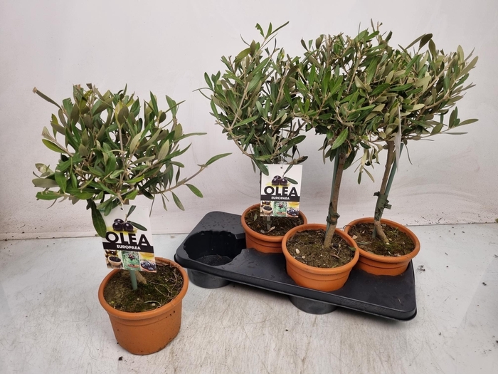 <h4>OLEA EUROPAEA</h4>