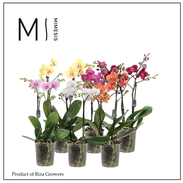 <h4>Mimesis Phal. Multi Mix - 2 spike 12cm</h4>